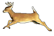 deerimg